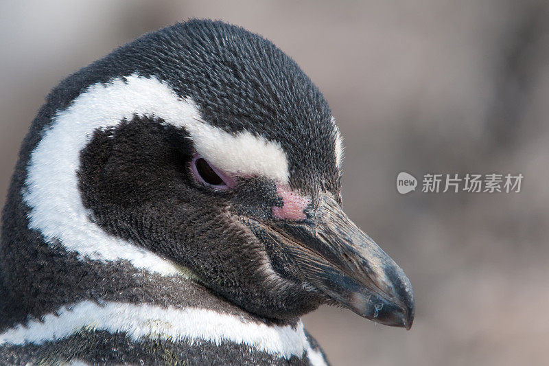 麦哲伦企鹅的首领，Sphenisus Maellanicus